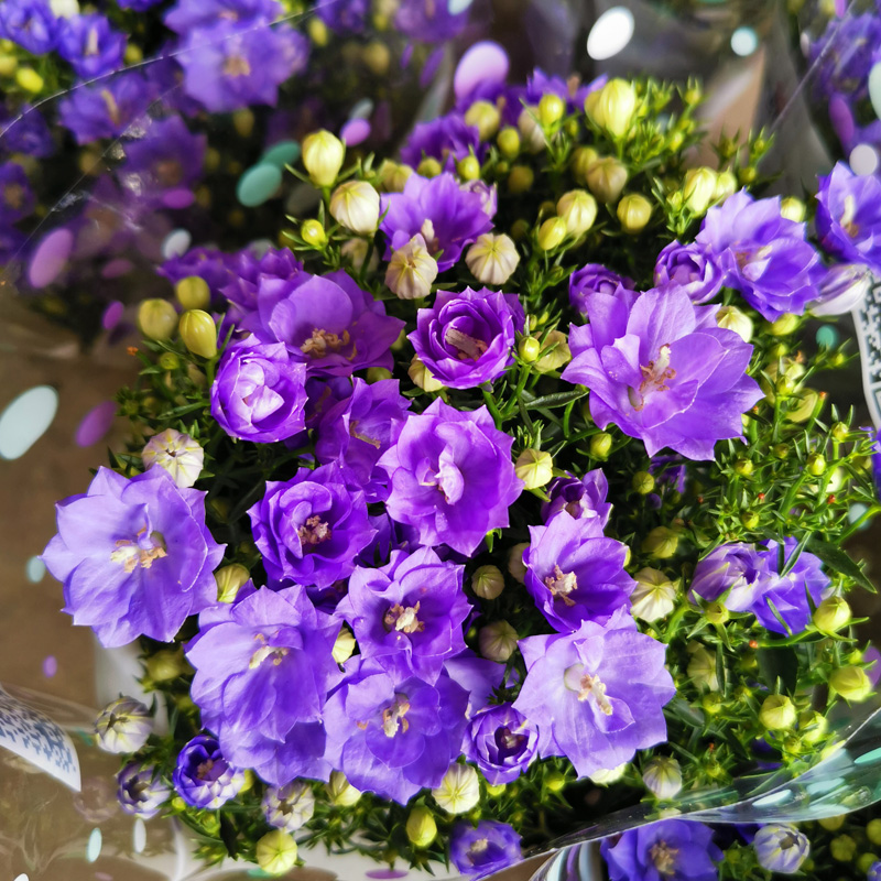 重瓣丹麥風鈴夢露花盆栽帶花苞藍紫色風鈴花四季開花室內陽臺花卉柚