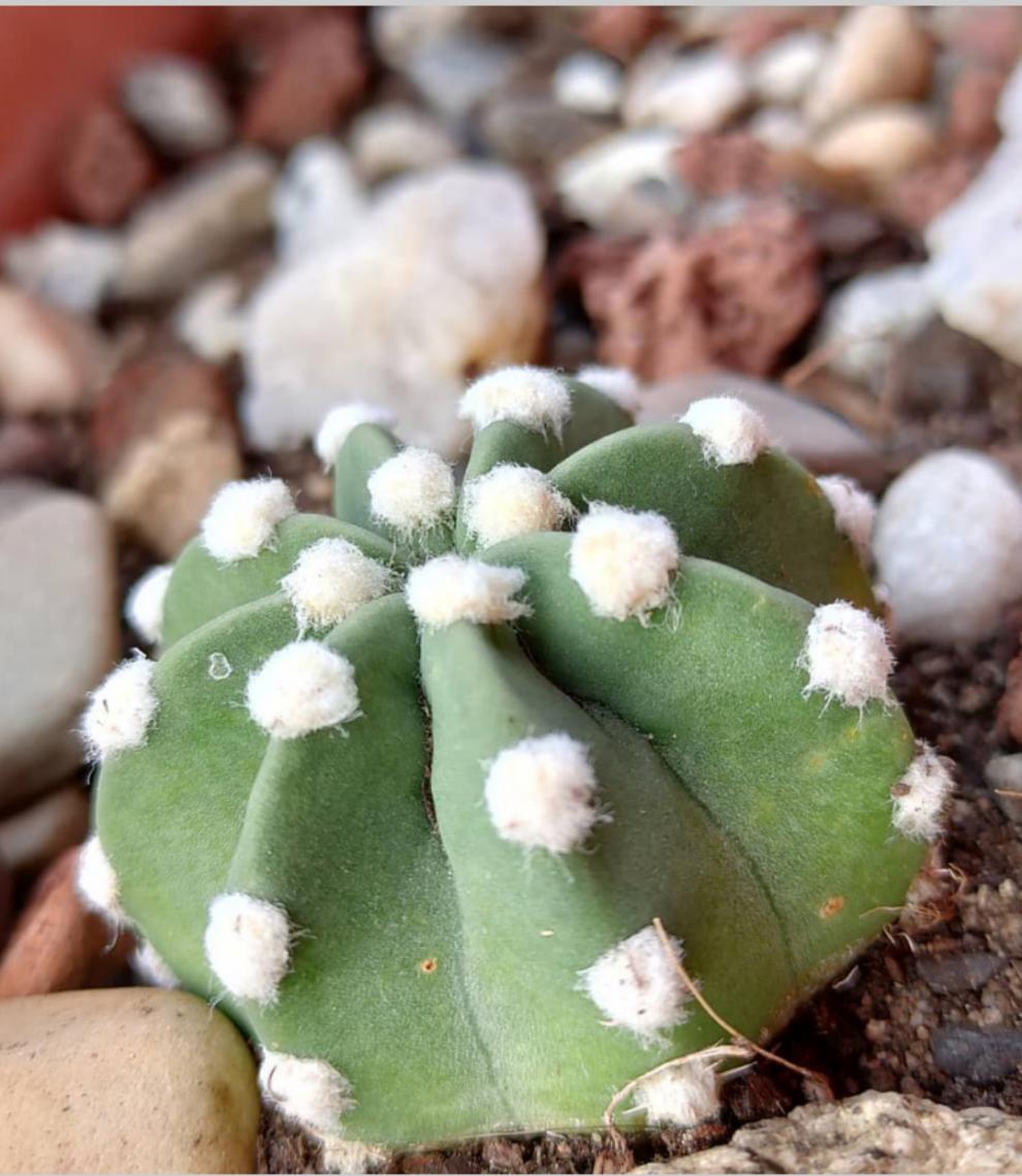 白花粉花短毛丸仙人球阳台趣味盆栽仙人掌好养活多肉植物白花短毛丸68
