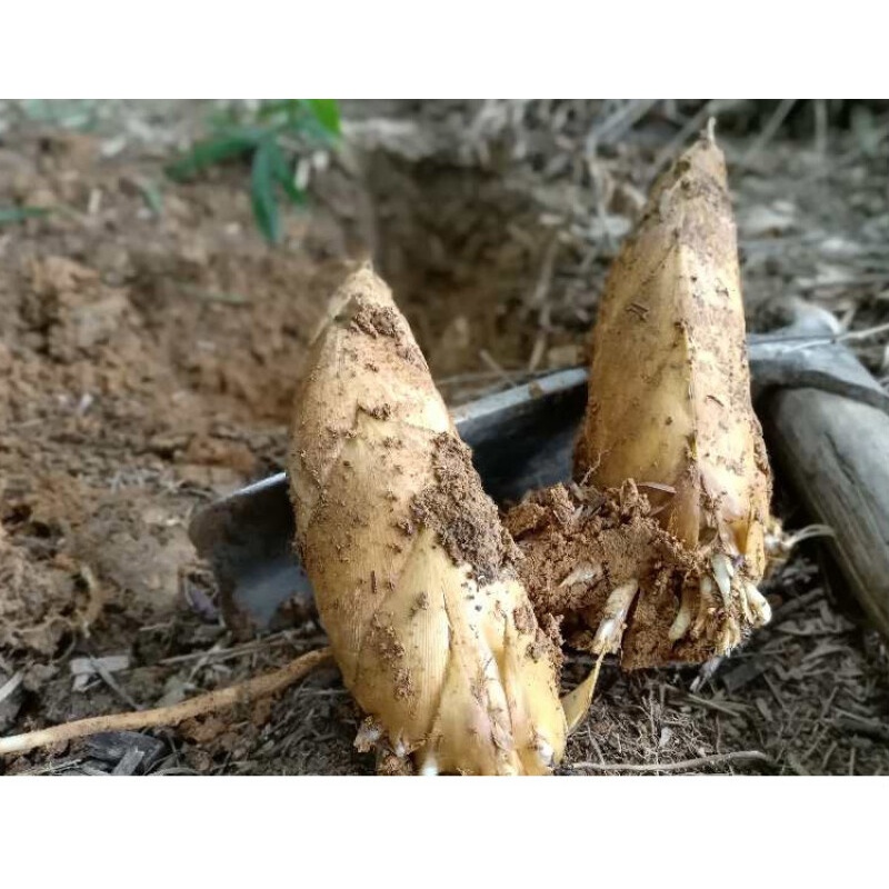 现挖新鲜冬笋现发黄泥笋毛竹楠竹笋深山农家蔬菜湖南特产5斤25kg