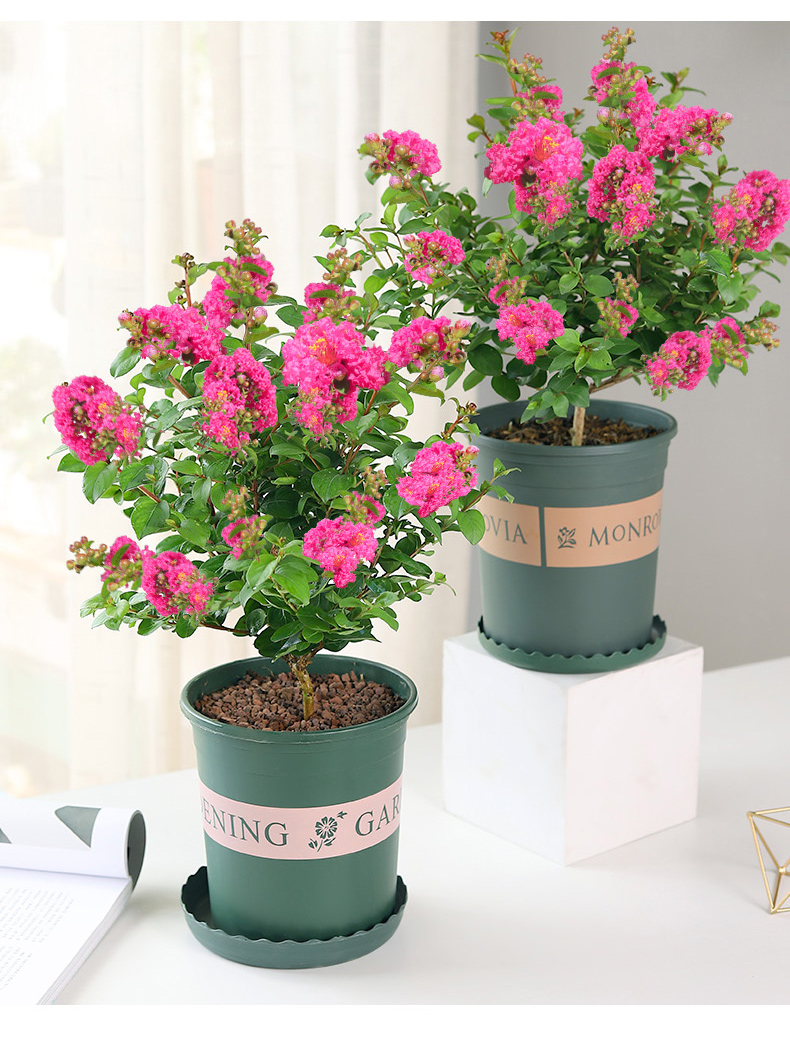 奴风紫薇花盆栽带花苞植物树苗室内小苗阳台夏季懒人花卉耐热四季易活