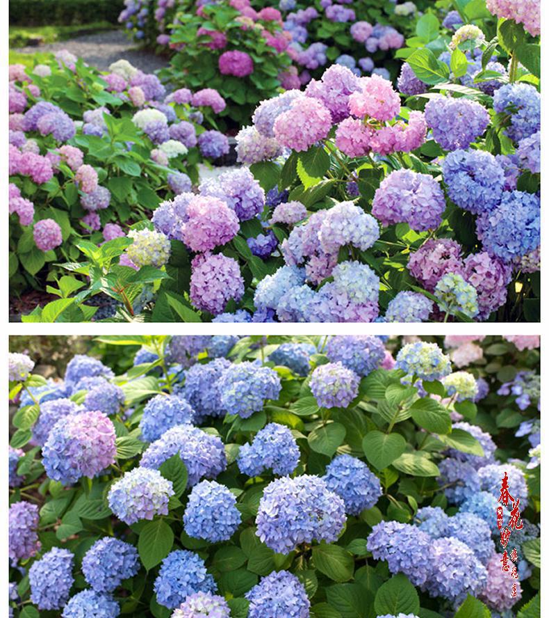 绿植无尽夏八仙绣球花苗室外盆栽耐寒阳台庭院八仙花拉维布兰z10盆栽