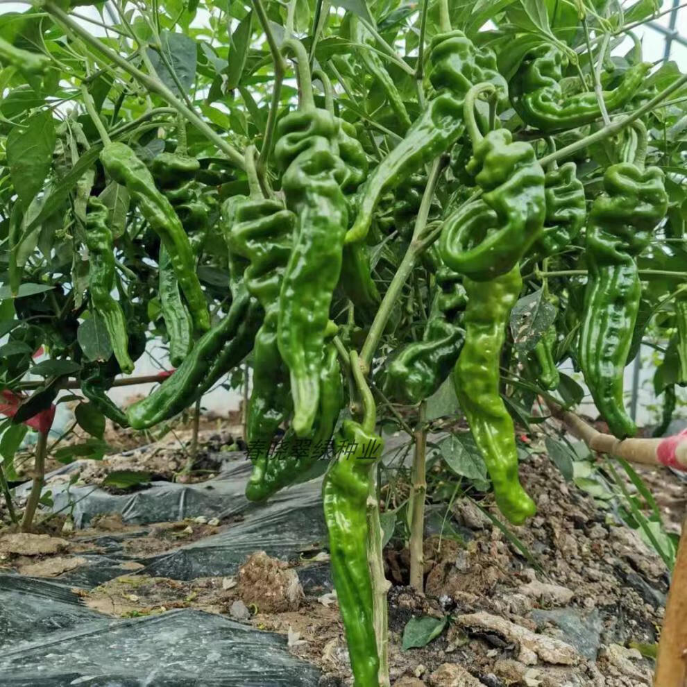 苏瑞赣辣八号干鲜皱皮椒薄皮椒种子四季大棚露天蔬菜辣椒种籽赣辣八号