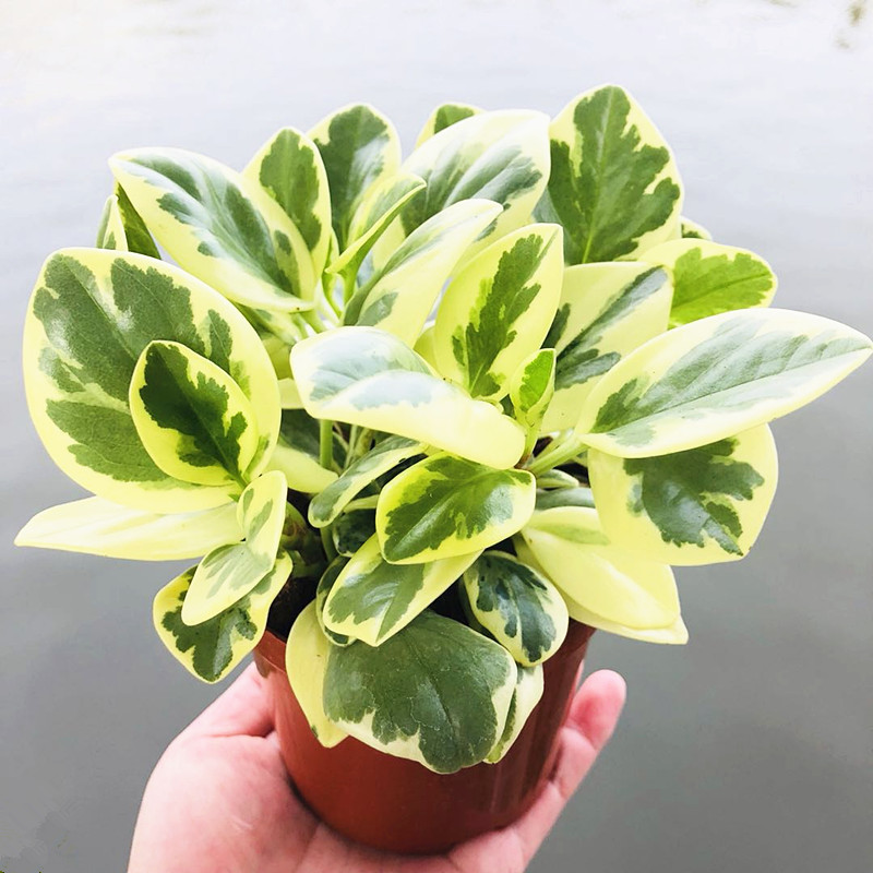 可狄2022款 豆瓣绿盆栽 圆叶椒草室内桌面植物 花叶碧玉/原土一盆 盆