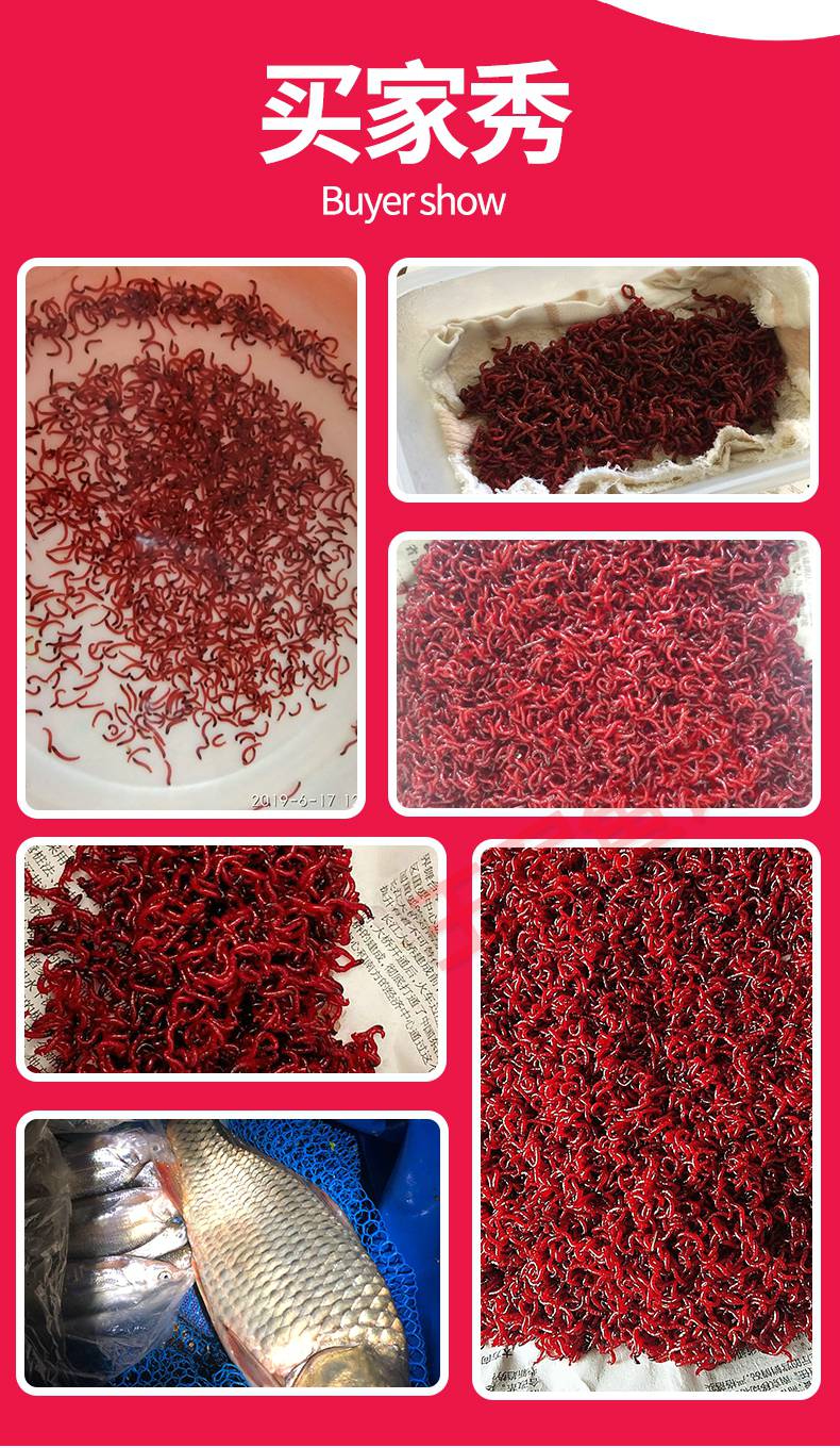 红虫活饵特大号鲜活黑头公虫钓鱼蚯蚓特大号拉饵血虫王军鱼饵中小拉饵