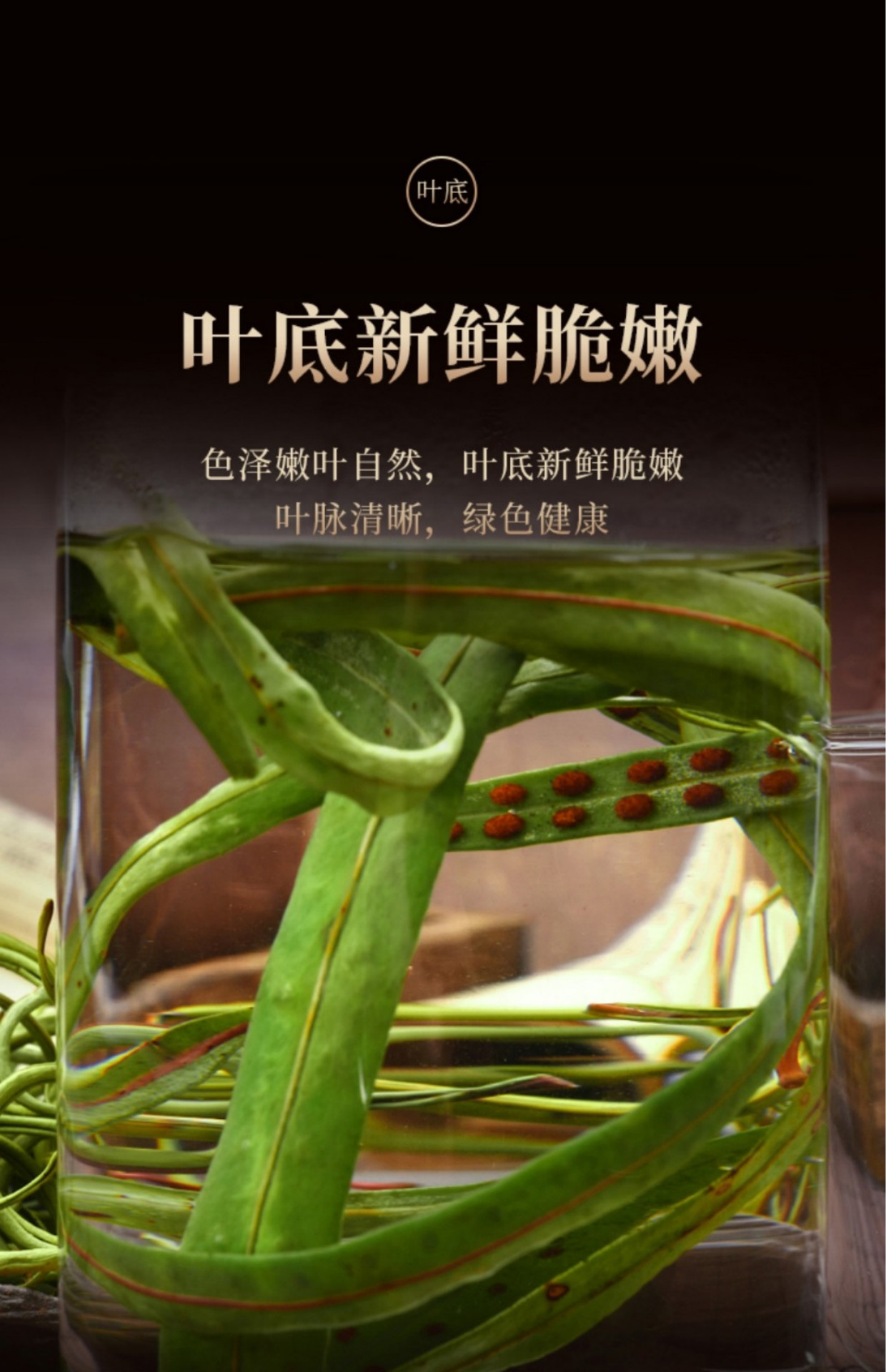 晓楚仁官方直售长白山野生肾精茶猫须草结石老挝肾精草男性调理草调化