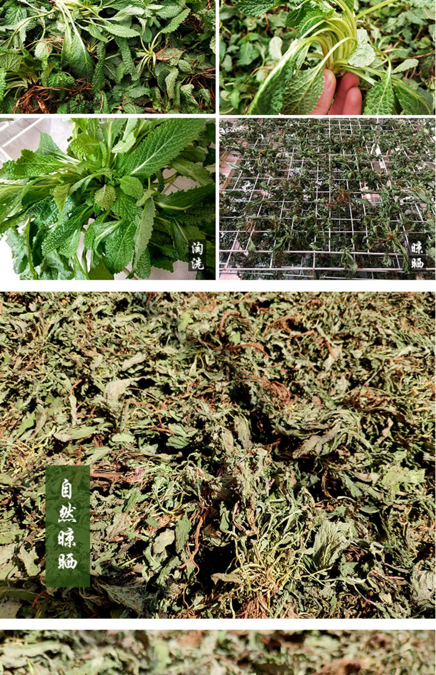 蛤蟆草整颗全草带根干净癞蛤蟆皮荔枝草干品500克