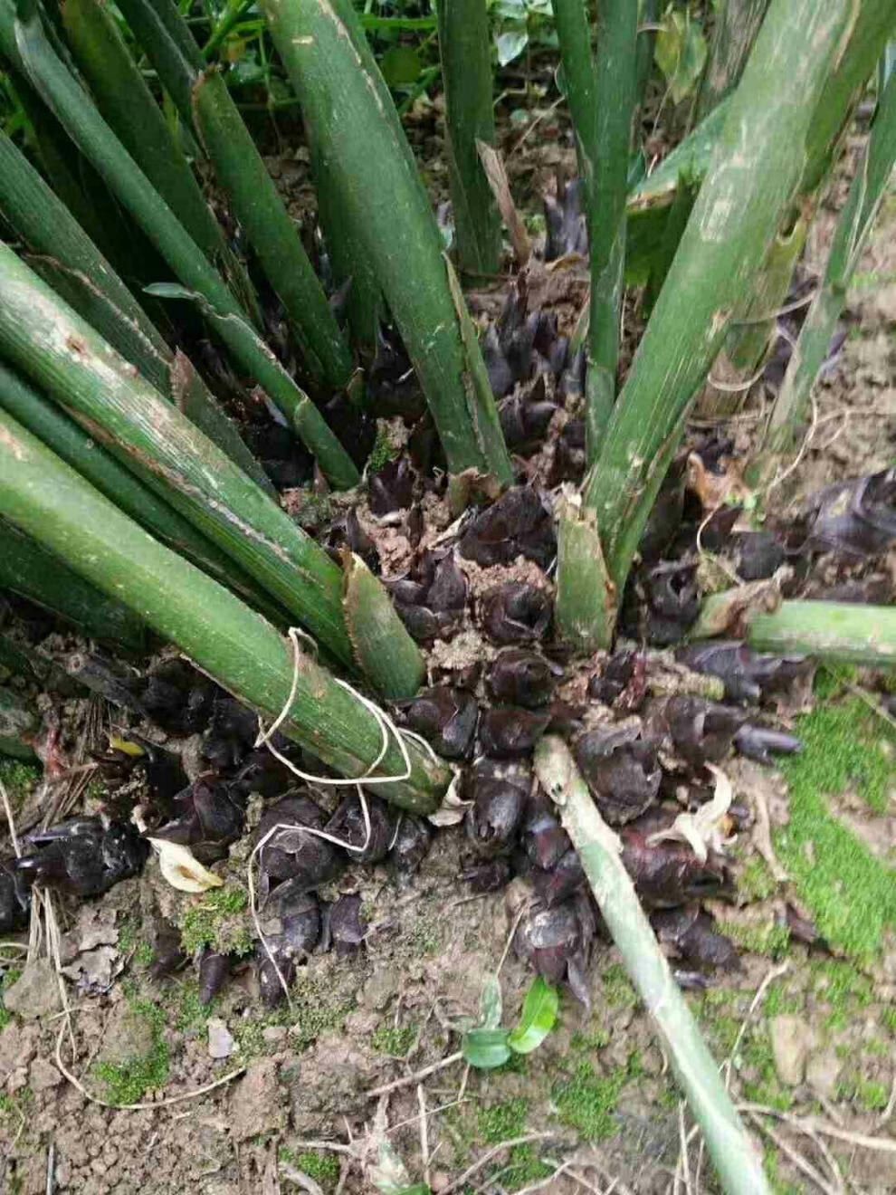 阳荷种 阳荷姜种苗 洋荷姜种根 阳藿茗荷 洋火姜新鲜种子 5斤种根2500