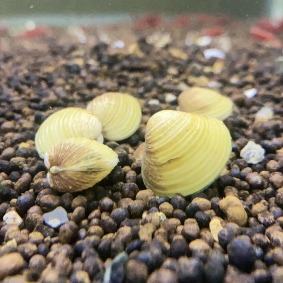 溪蚬小河蚌黄金蚬贝壳净水鲜活观赏螺淡水冷水鱼缸除藻绿水除垃圾朴彩