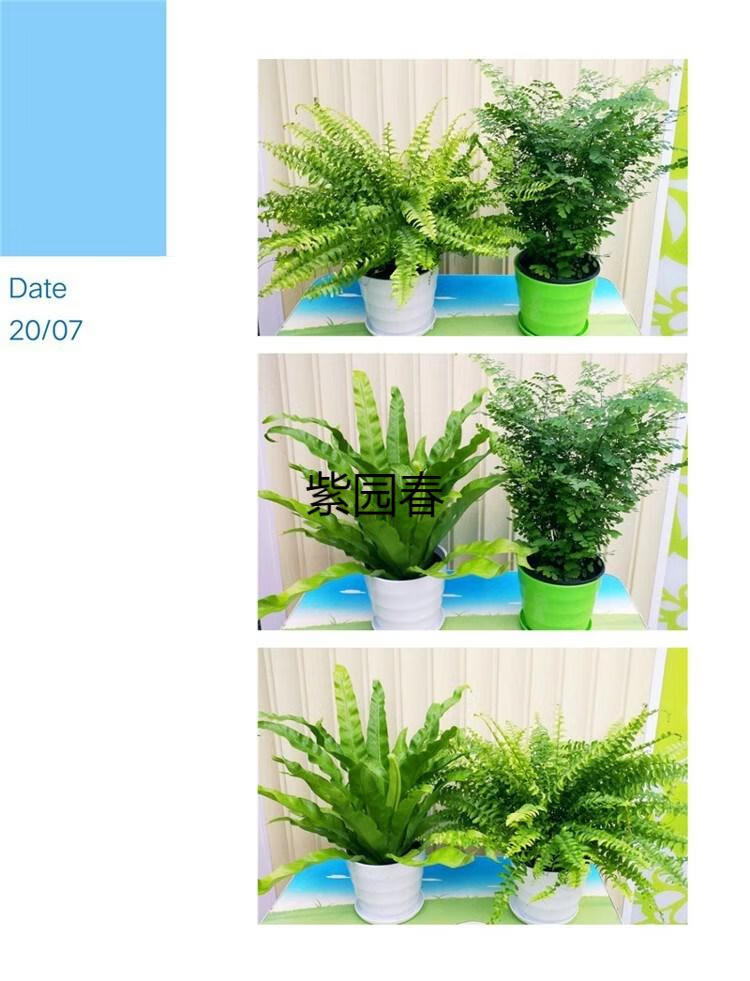 厥波斯狼尾厥铁线厥水培办公室背景四季常青植物 狼尾蕨《三盆装》 不