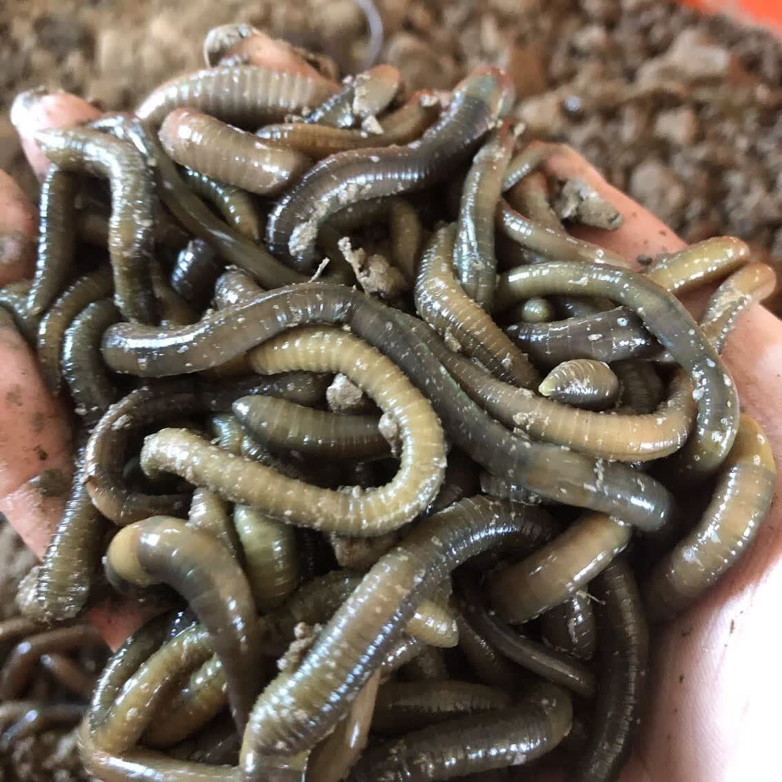 黑蚯蚓活体鲜活鱼饵青蚯蚓活饵臭蚯蚓大蚯蚓 通货一斤【图片 价格