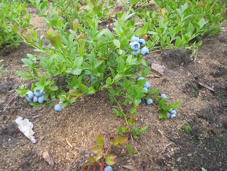 蓝莓树果苗带花苞蓝莓苗南北方种植兔眼特大阳台盆栽树苗当年结果 美
