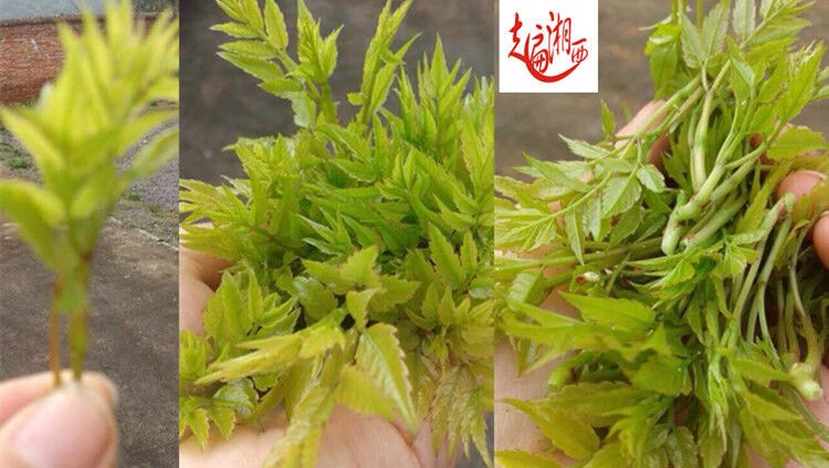 張家界野生莓茶茶梅茶特級藤茶龍鬚嫩芽潤喉嗓子養生茶 龍鬚莓茶125克