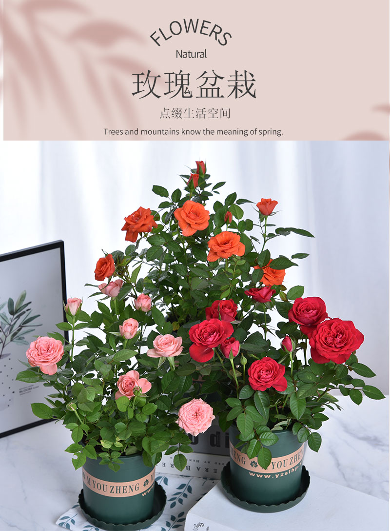 汉柠四季玫瑰花盆栽带花苞带土盆花开不断阳台果汁室内外好养易活花卉