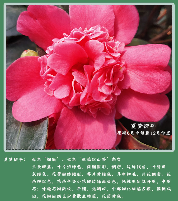 名贵夏日七心茶花盆栽各种花卉植物嫁接树苗四季山茶花新品种重瓣文清