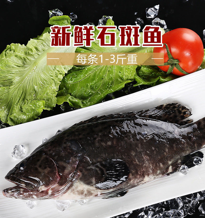 湛江龍膽魚天然石斑魚去肚海鮮水產冷凍深海魚龍膽石班魚 放血去內臟