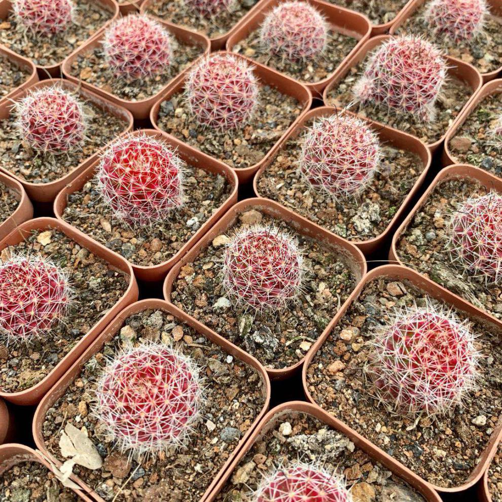 红娜丸仙人球红色稀有品种自根仙人掌类植物多肉花卉小盆栽 红娜丸单