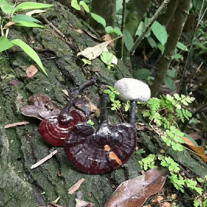 野生云南竹灵芝林芝黑芝片紫芝 灵芝 100克 整枝【图片 价格 品牌