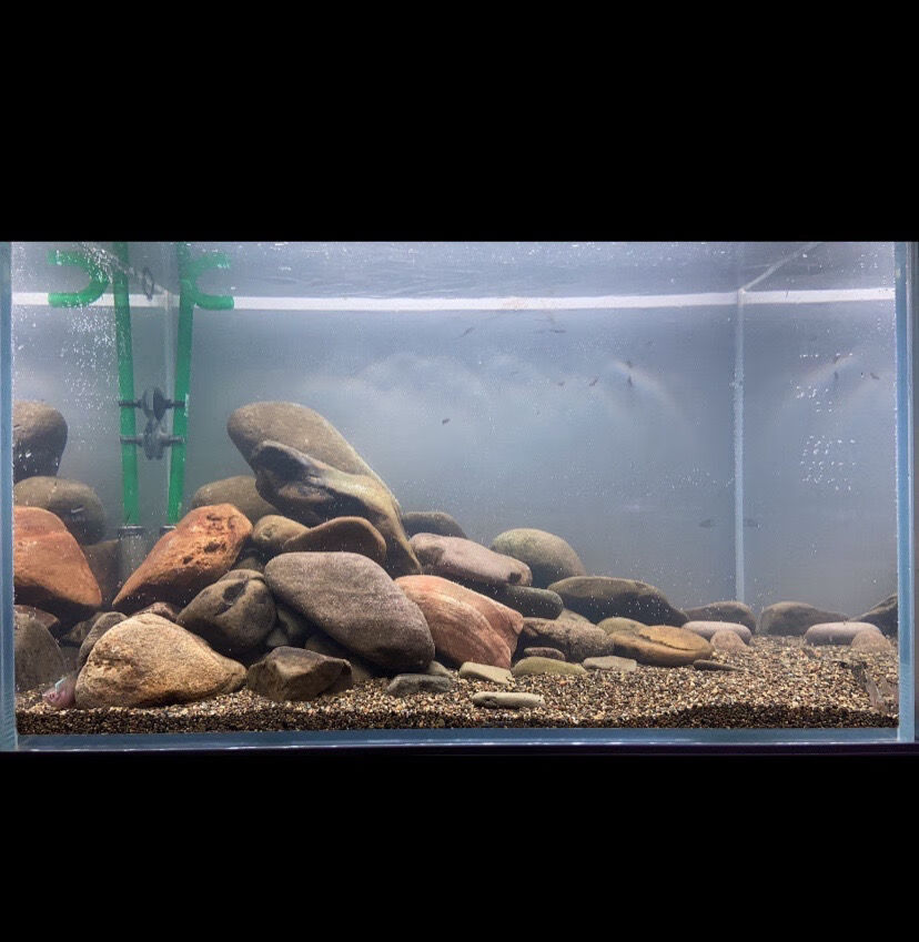 片岩原生溪流缸造景乌龟晒台虾虎三湖躲避爆藻开缸石冷水鱼溪流石中