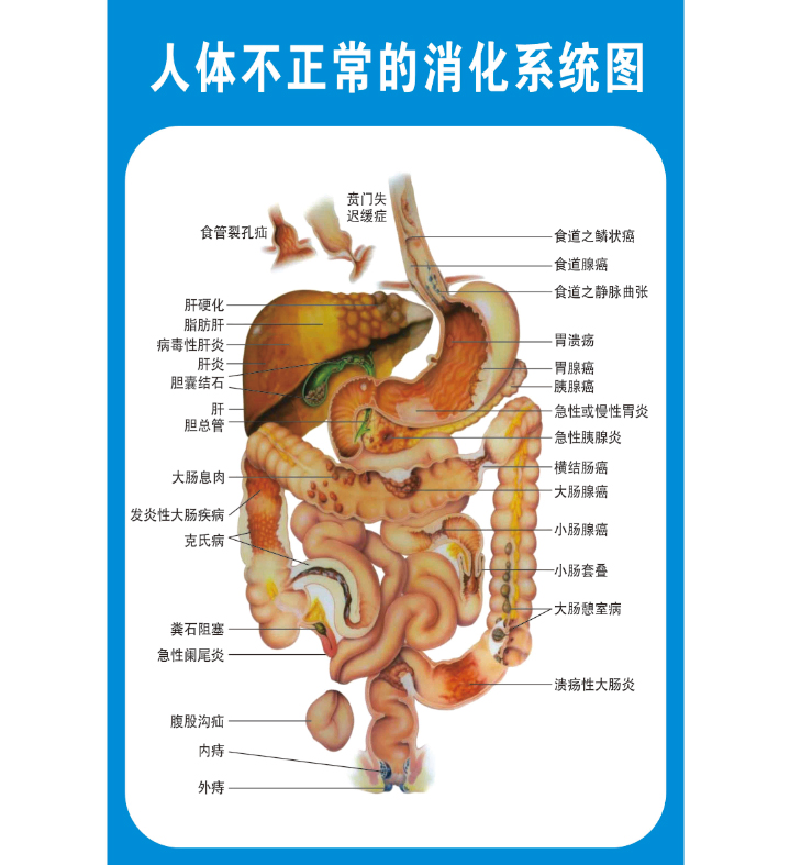 肚子内部器官的结构图图片