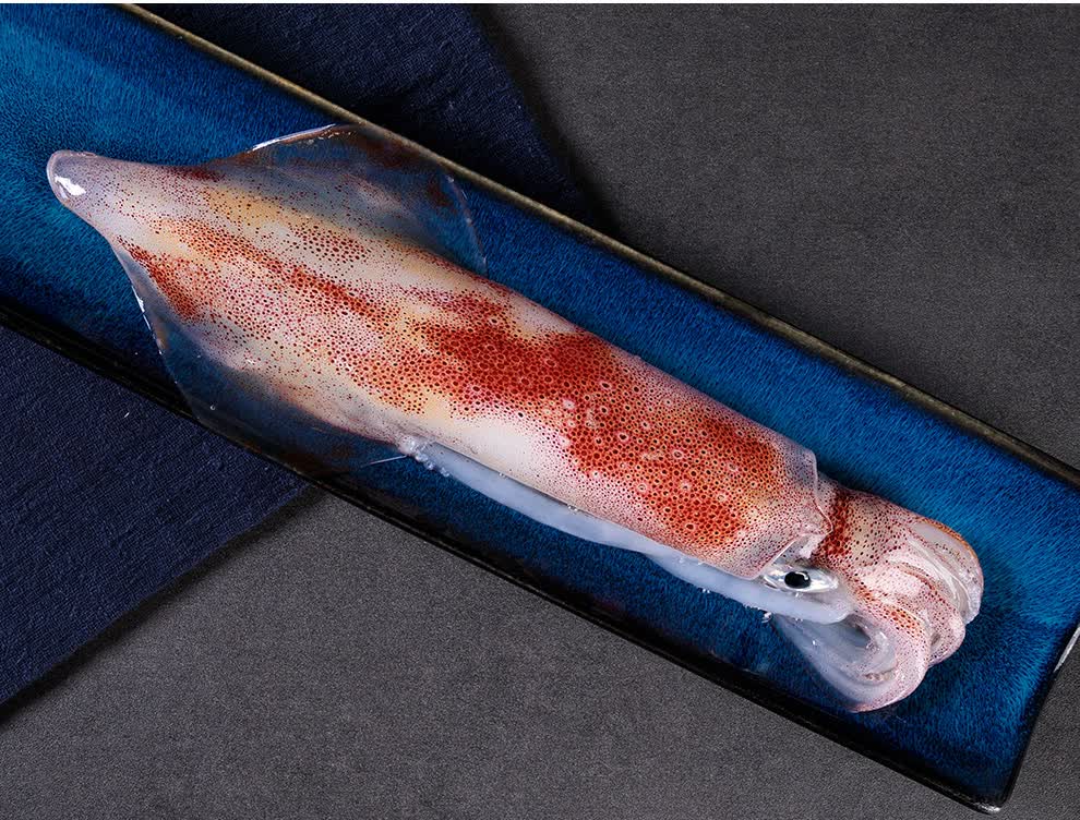 魃鲜大鱿鱼东山岛冰鲜海钓火箭鱿鱼冰鲜海鲜水产0811斤条