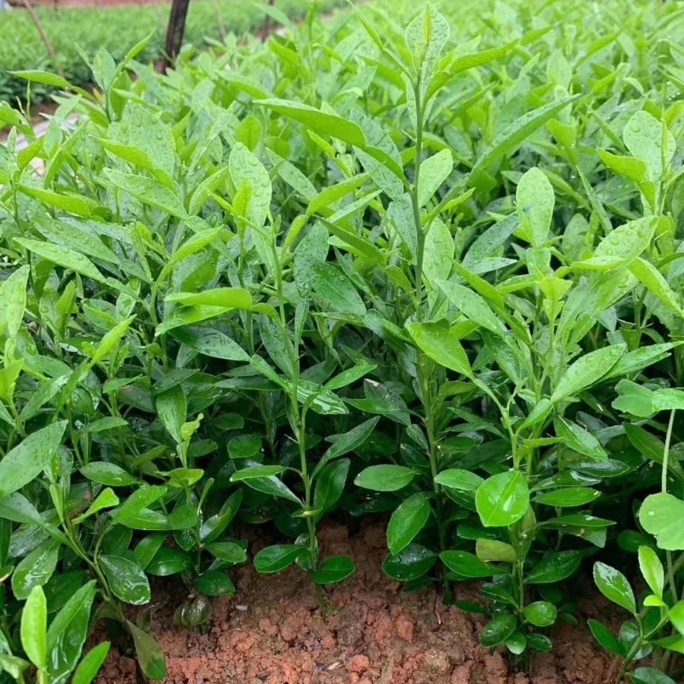 有仁堂四川香橙苗粘木苗直生苗柑橘嫁接苗小苗芽苗 香橙苗15到30厘米