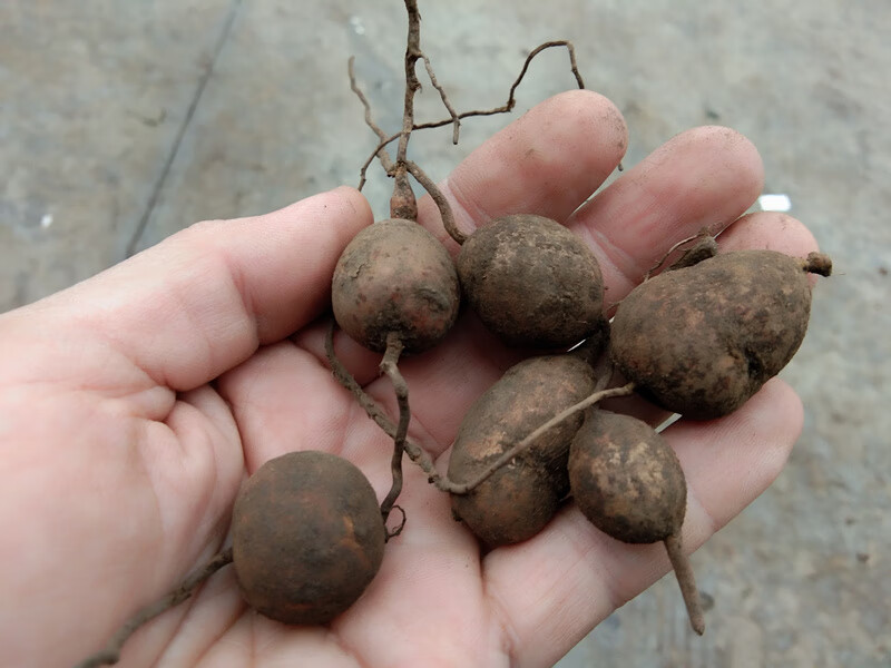 贵州地苦胆 新鲜金果榄中草药山慈菇500g【图片 价格 品牌 报价】