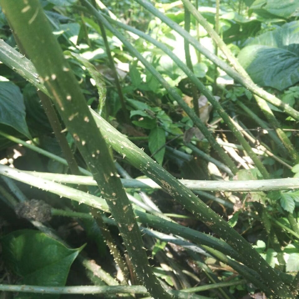 有仁堂消淋巴散结核簕茨菇水刺芋簕芋500克3斤