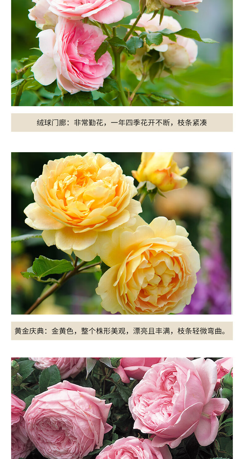 欧芽月季盆栽园艺苗盆栽果汁阳台月季藤本庭院花卉伊芙系列伊芙新娘