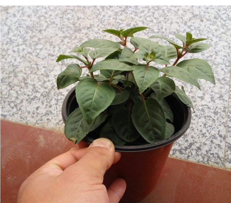 灯笼花盆栽 倒挂金钟 倒挂金钟苗 灯笼花苗 灯笼花吊兰盆栽 彩边紫心