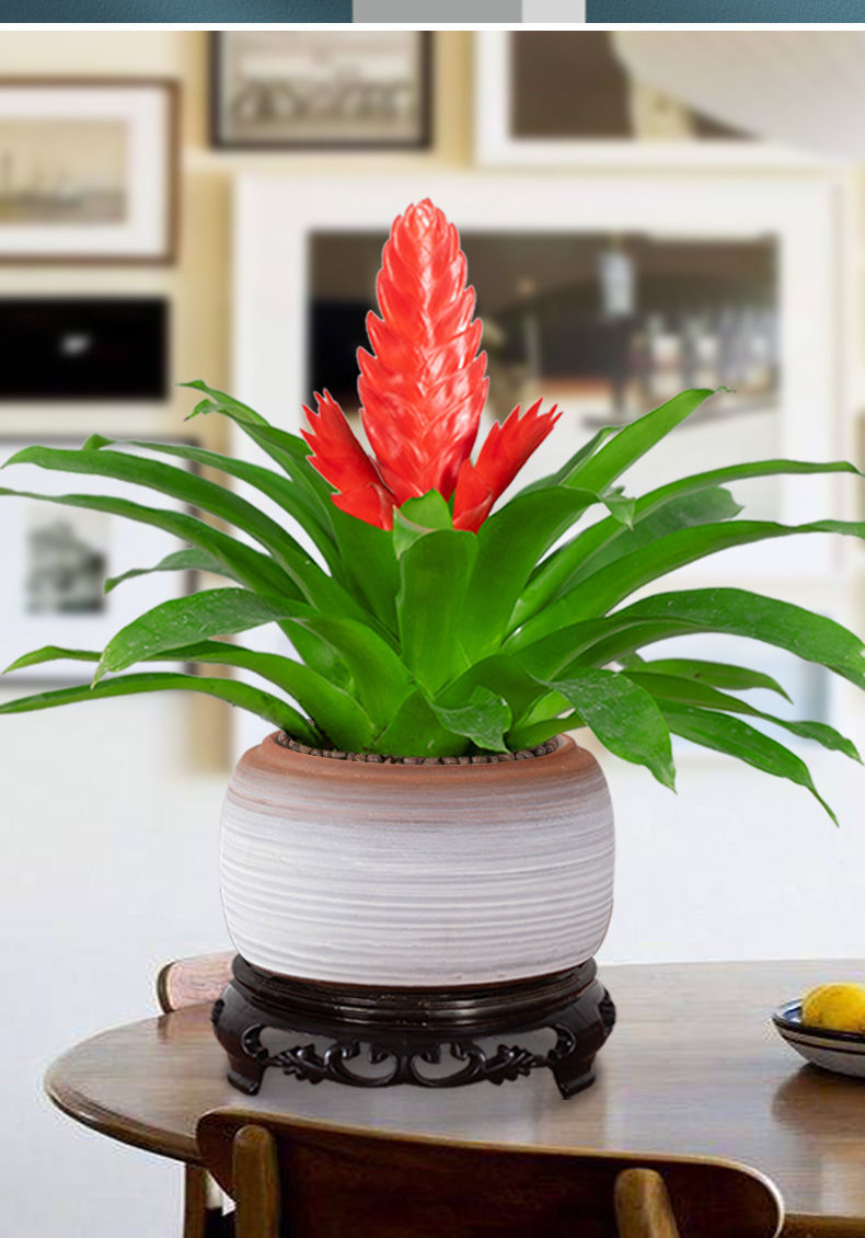 招财手鸿运当头盆栽植物花卉玉扇室内好养客厅四季开花大盆办公室润景