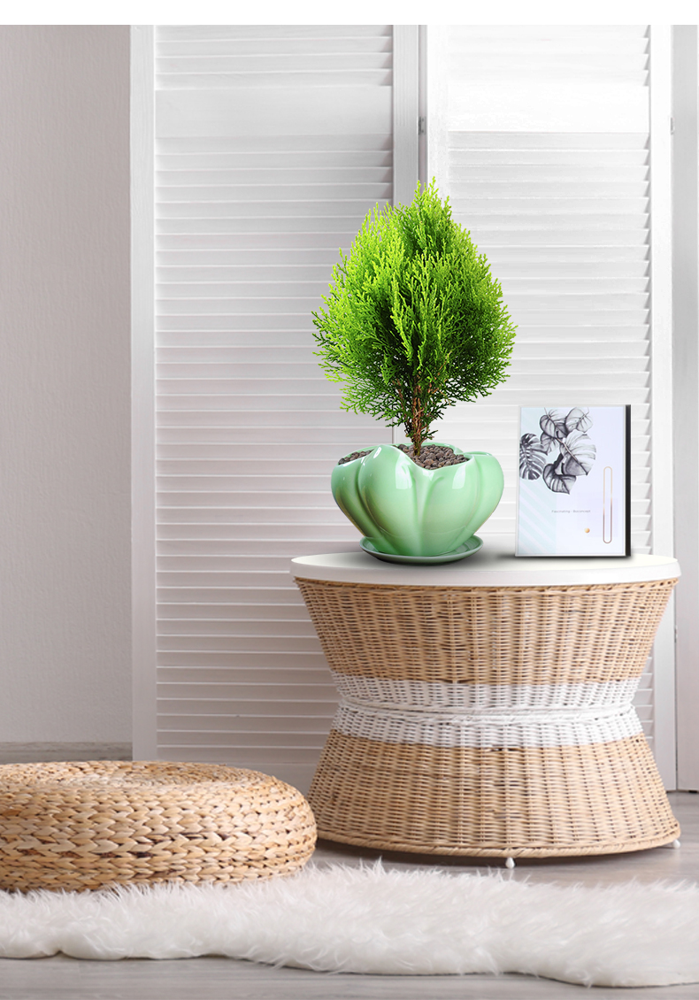 黄金柏盆栽室内柏树盆景绿植办公桌面好养花卉绿植t10黄金柏小清新