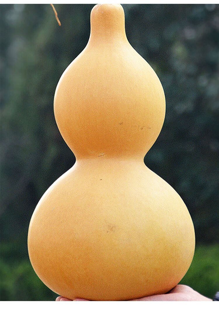 大籽种大全苗秧盆栽绿巨型手捻秧苗食用菜文玩小苹果葫芦种子10粒简装