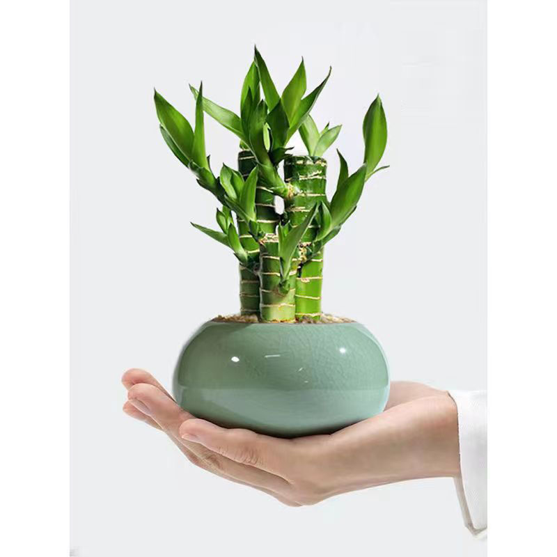 富贵竹转运盆栽室内家居大桌面摆件好养绿植四季常青步步高 富贵竹(原