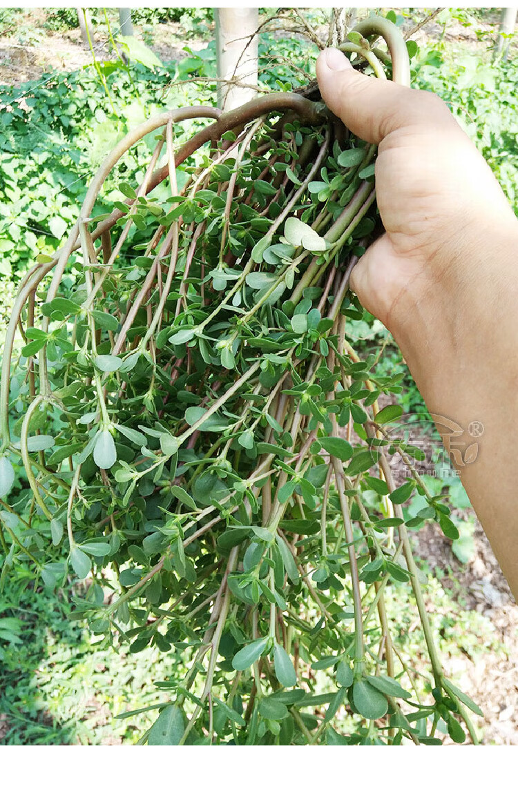 食用種籽馬芷莧籽種盆栽馬莧菜蔬菜孑莧菜秋季青菜菜籽御舵 食用馬齒