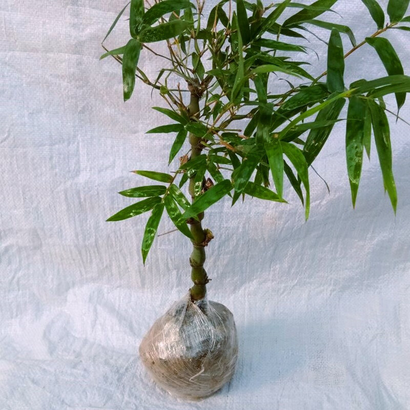 佛肚竹盆景竹苗室内常青客厅盆栽绿植罗汉竹庭院假山吸水石竹子佛肚竹