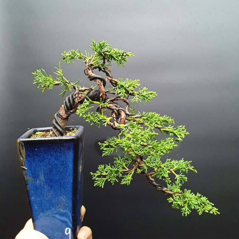 瑰季京物济州真柏小苗纪州真柏小品素材真柏造型盆景黄金真柏新品真柏