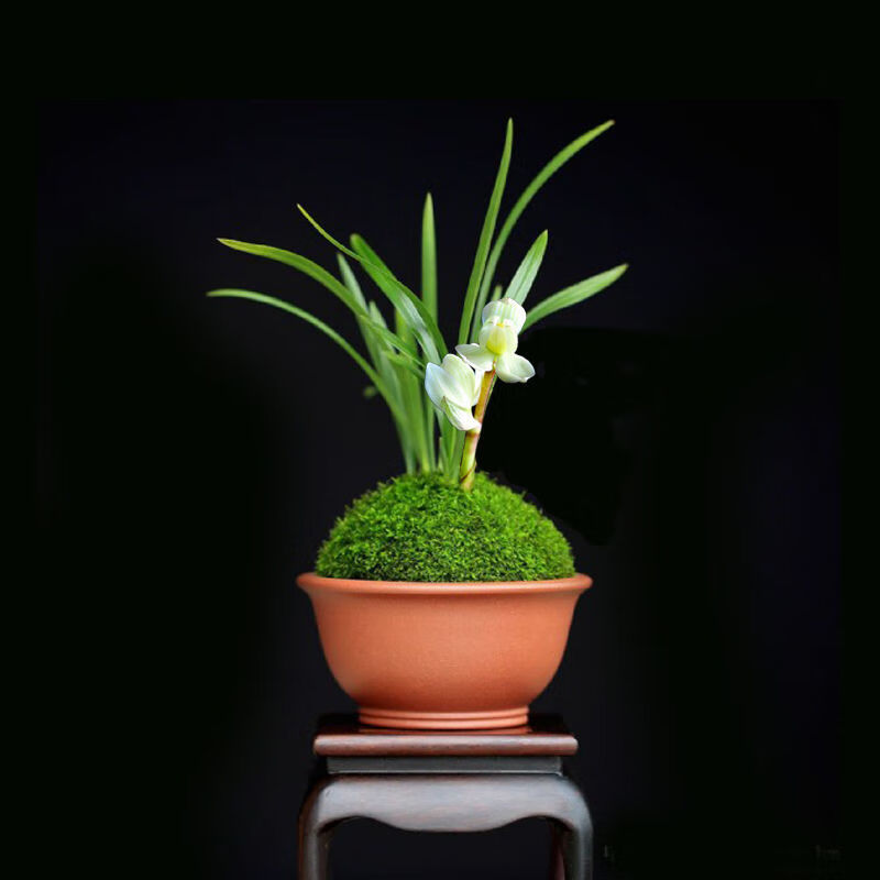 兰花苗浓香矮种 春兰宝莲灯 迷你兰花室内四季盆栽植物花卉 碧瑶 1苗