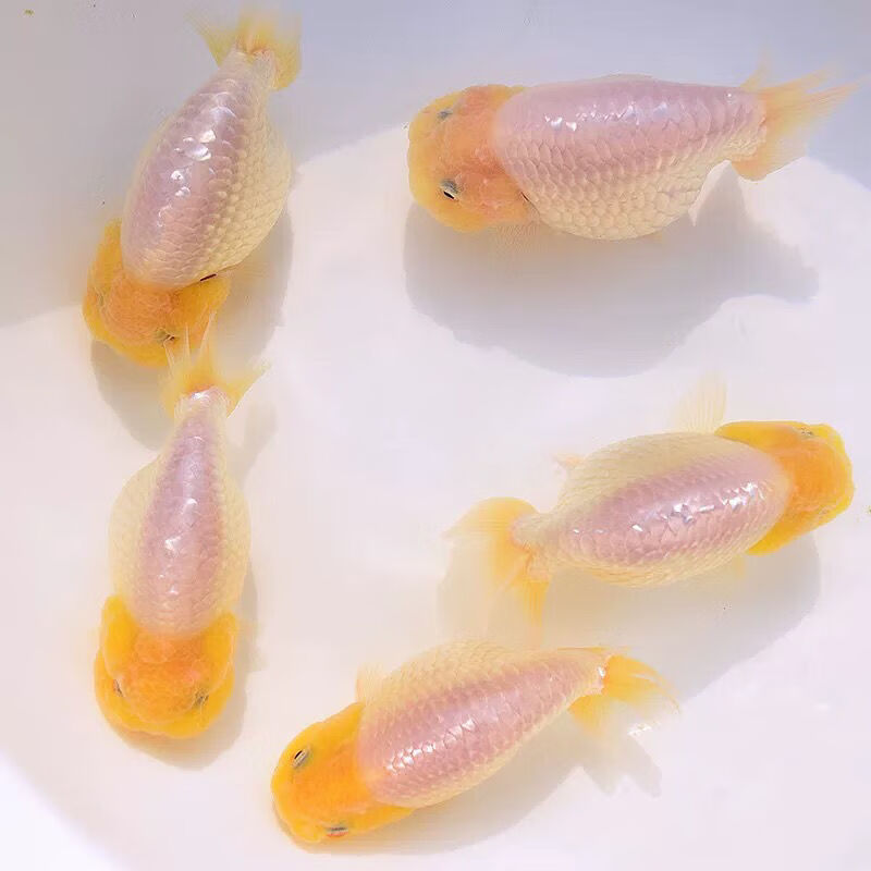 精品花寿玉兔兰寿金鱼活体黑寿淡水鱼纯黑观赏鱼财鱼水族宠物 3厘米