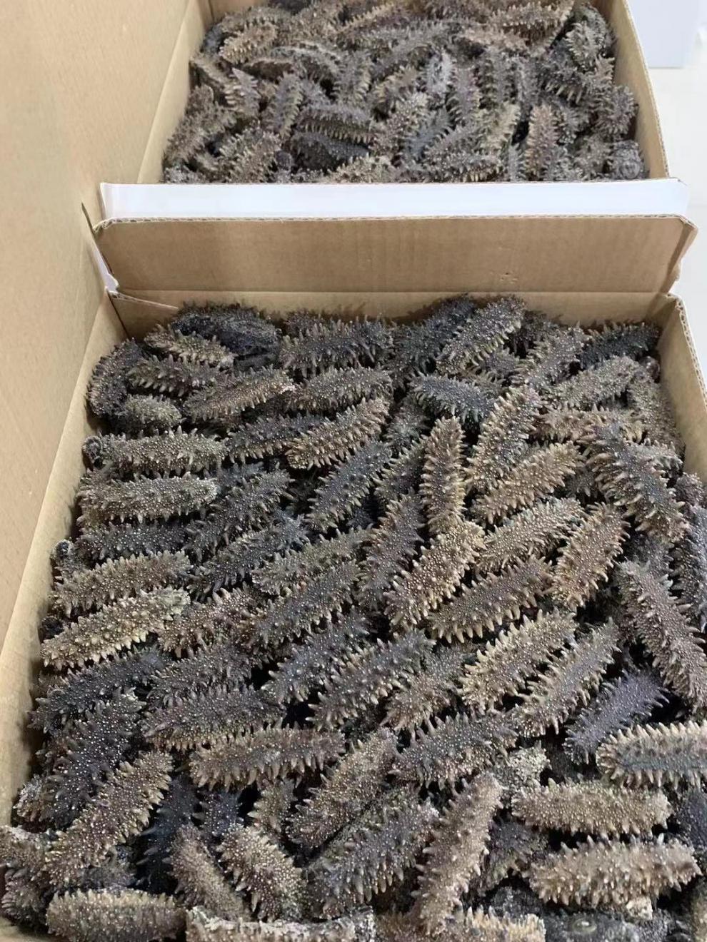 关东参日本北海道纯野生六排刺纯淡干关东海参干货俄罗斯红参大连辽