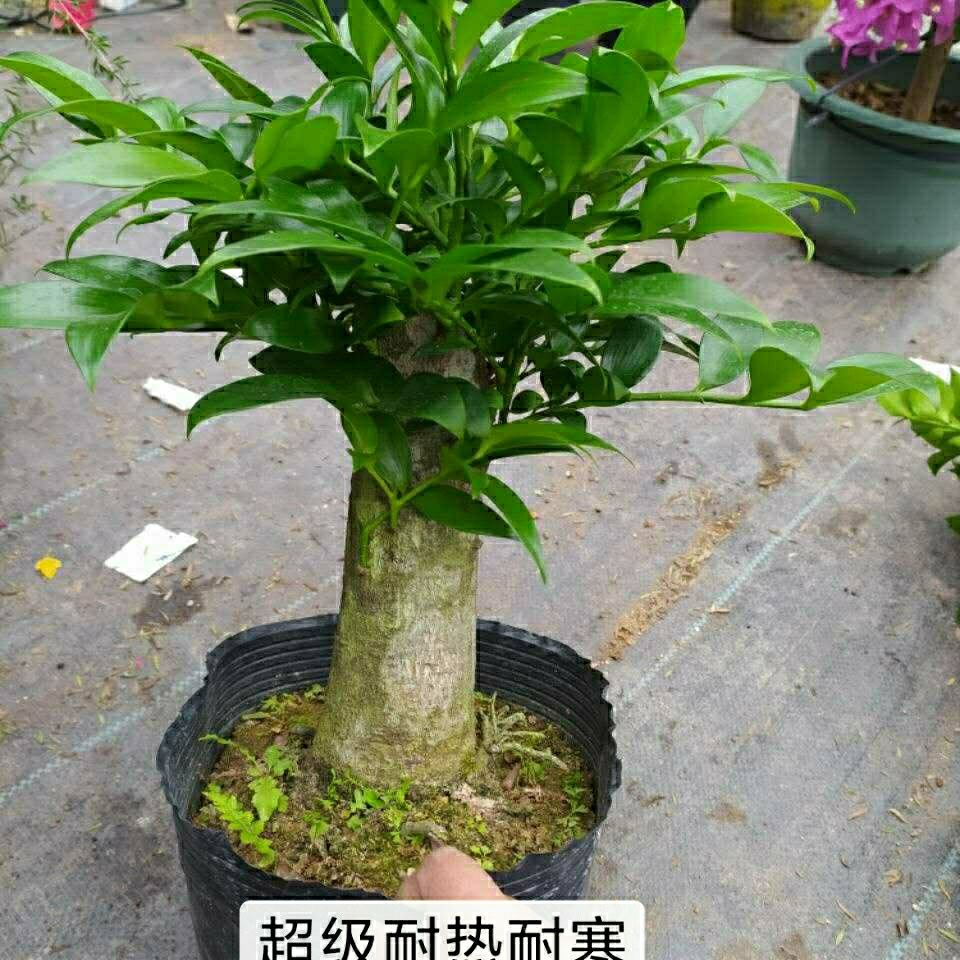 竹柏老桩精品盆栽四季常青耐热耐寒长寿竹平安竹净化空气观叶植物 八