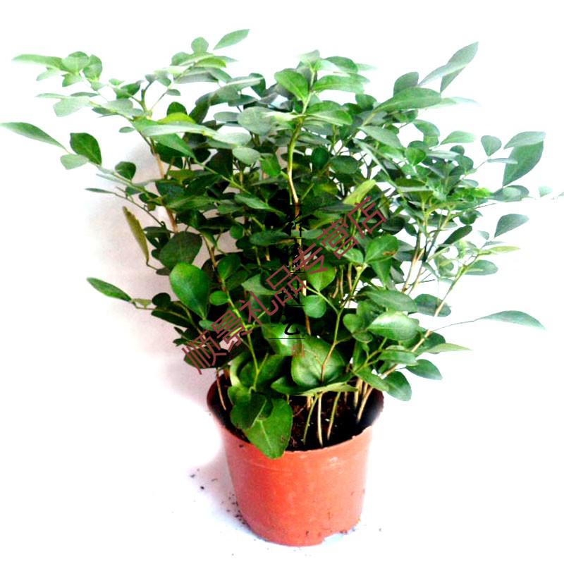 九里香树苗盆栽驱蚊办公室内阳台桌面开花庭院浓香绿植花卉中30厘米高