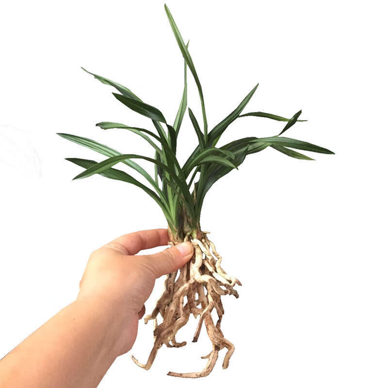 精选直发原盆带盆带花苞浓香型兰花苗矮种春兰绿云江浙室内花卉绿植