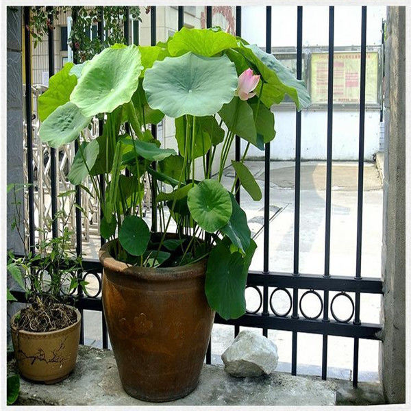 精选绿植大型观赏荷花种藕苗莲藕种苗盆栽荷花种根苗荷花苗莲藕苗莲花