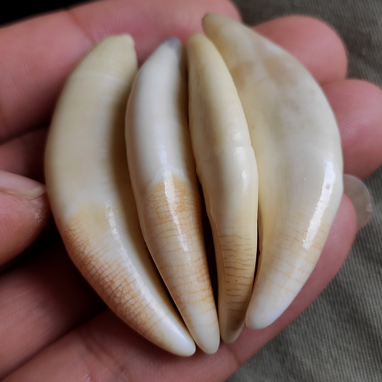 liyan狼牙吊坠 血横纹狼牙吊坠项链男女真藏獒黑狗牙齿挂件宝宝儿童