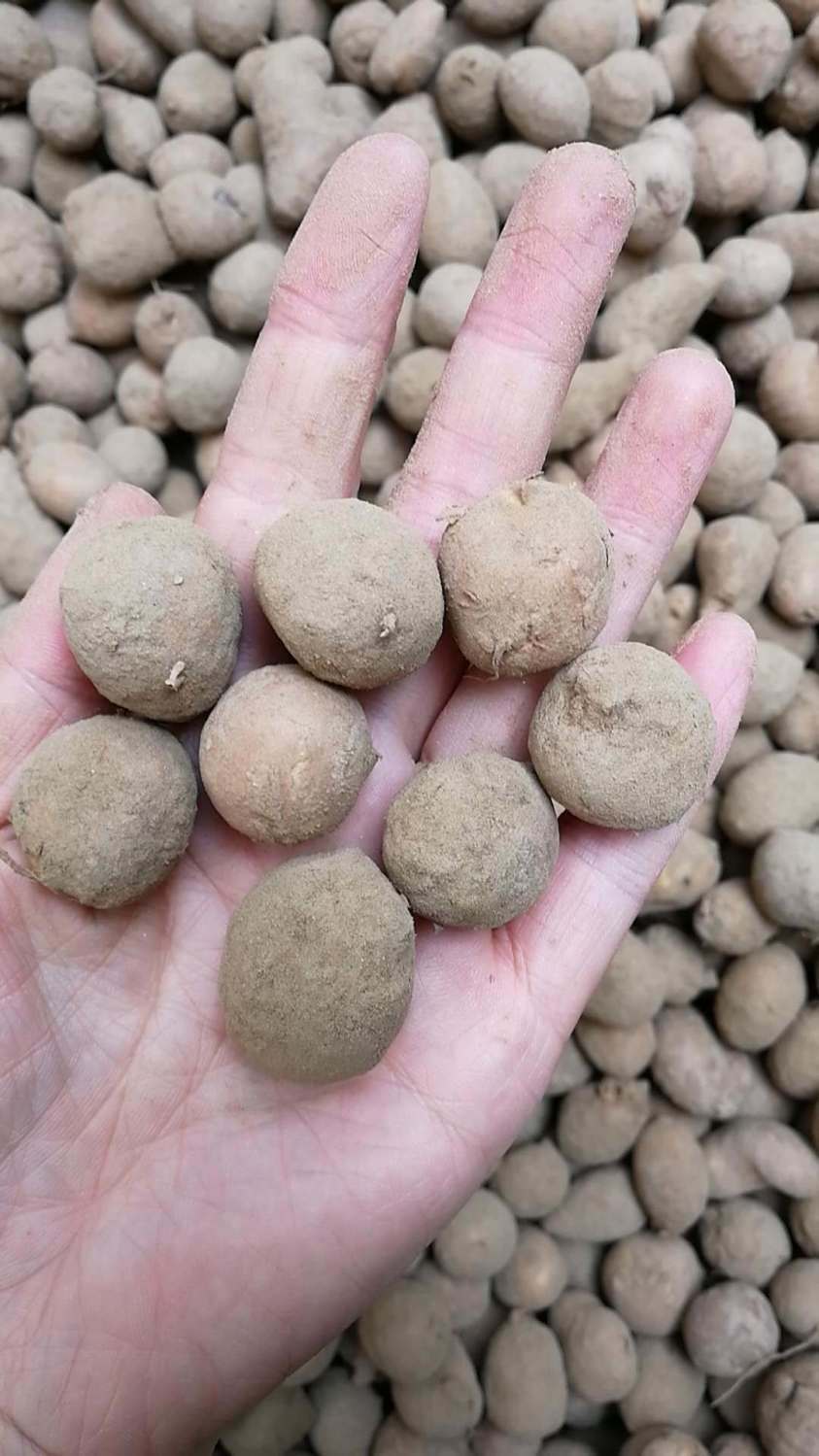 北京同仁堂原料山东单县特产罗汉参三叶青金丝吊葫芦土圞儿南通海门