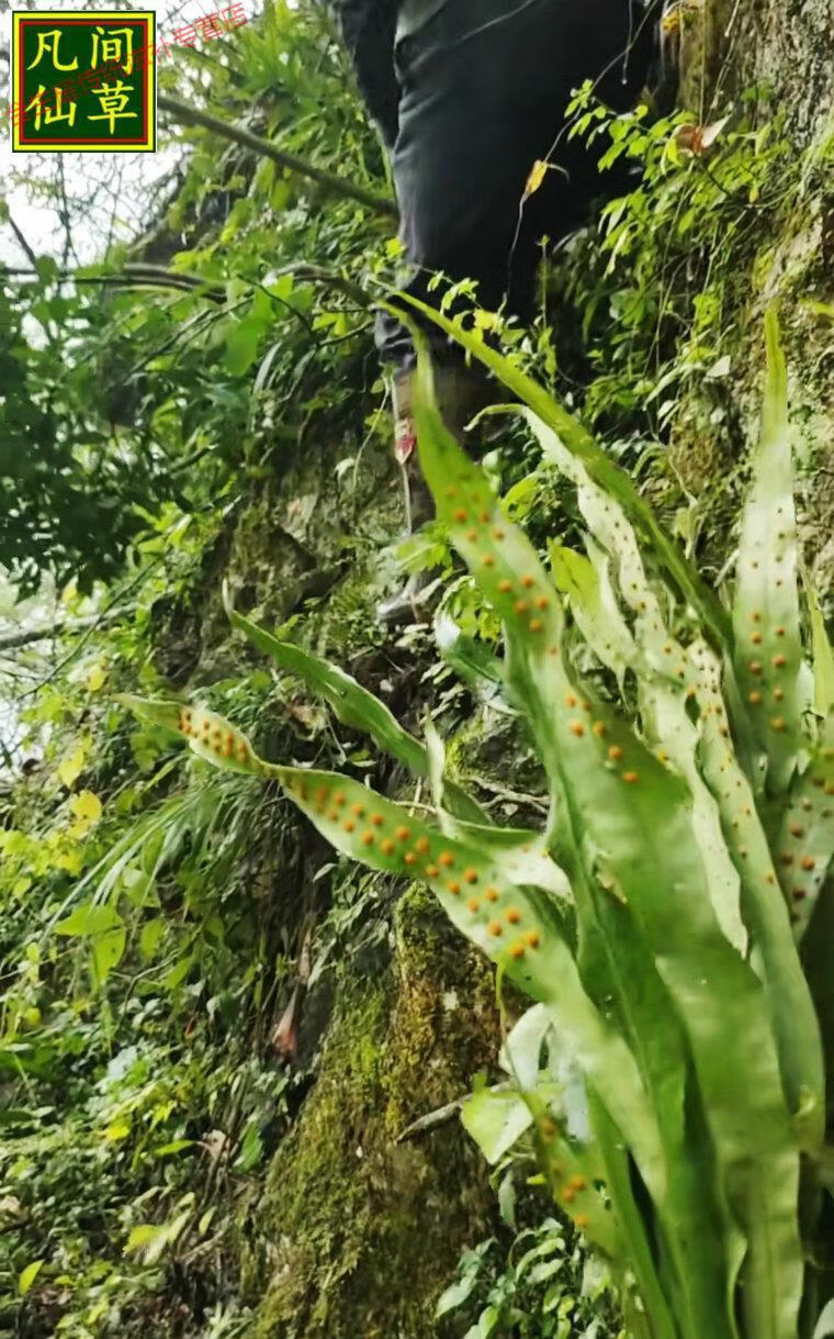 草野生老挝结石中草肾精茶养生茶排250g肾精草新货【图片 价格 品牌