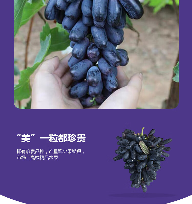澳洲金手指葡萄品种蓝宝石2斤无籽黑提美人指当季水果顺丰空运