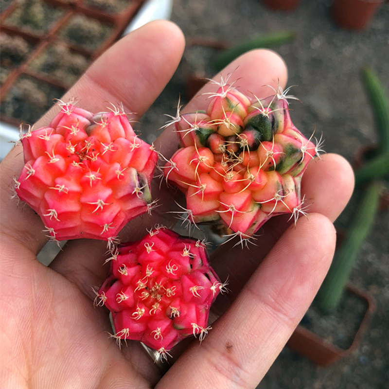 园艺 实生绯牡丹锦 精品开花仙人球多肉植物 实生绯牡丹锦2.