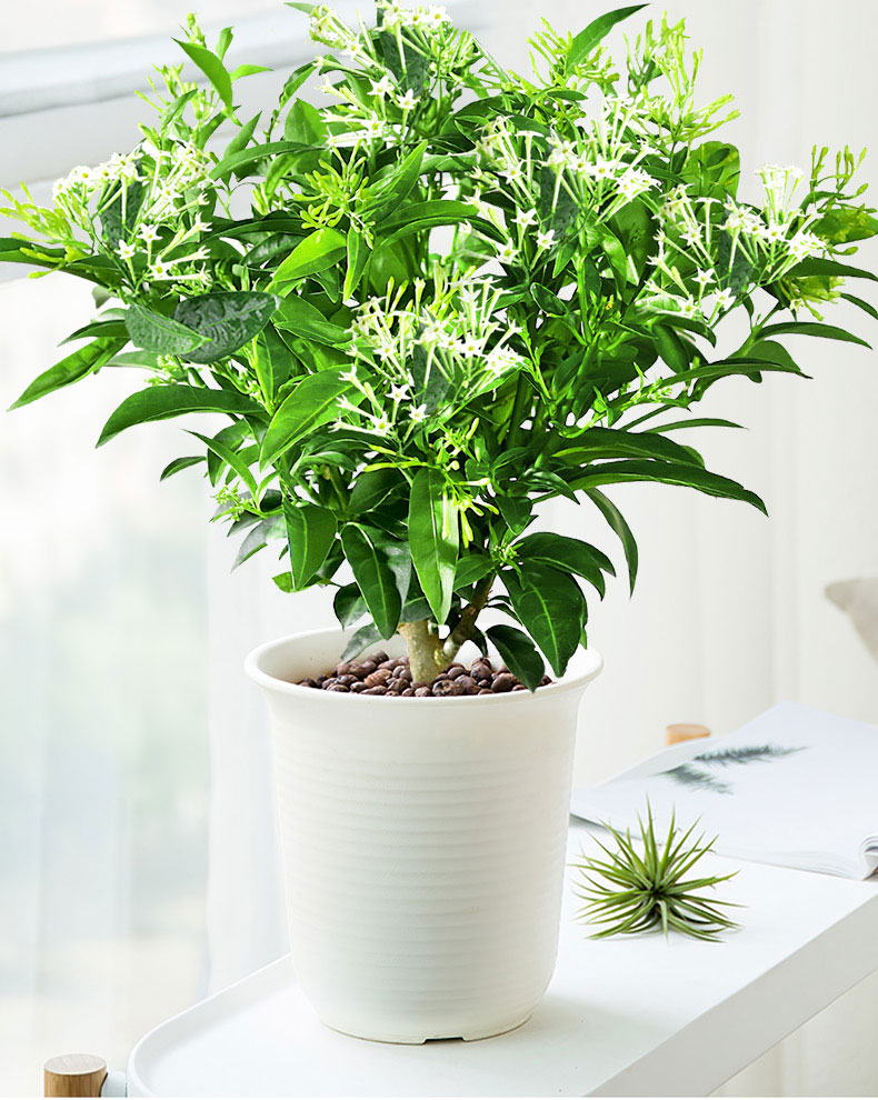 芊阙夜来香花苗盆栽阳台庭院夏季驱蚊香草树苗夜来香植物花卉当年开花