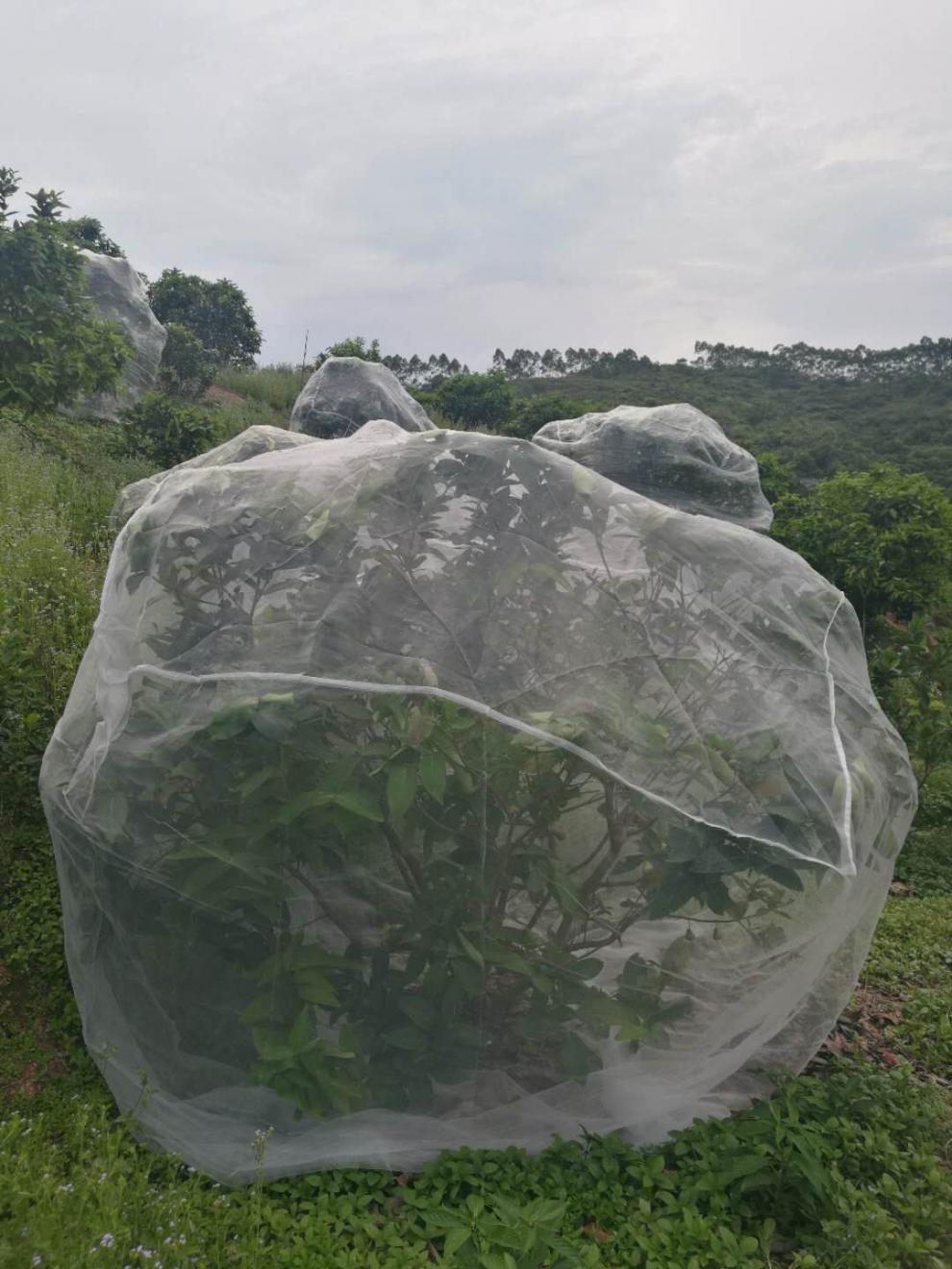 杨梅网罩莲雾网果树防虫防鸟网樱桃树罗幔大棚q每平方13元十平起